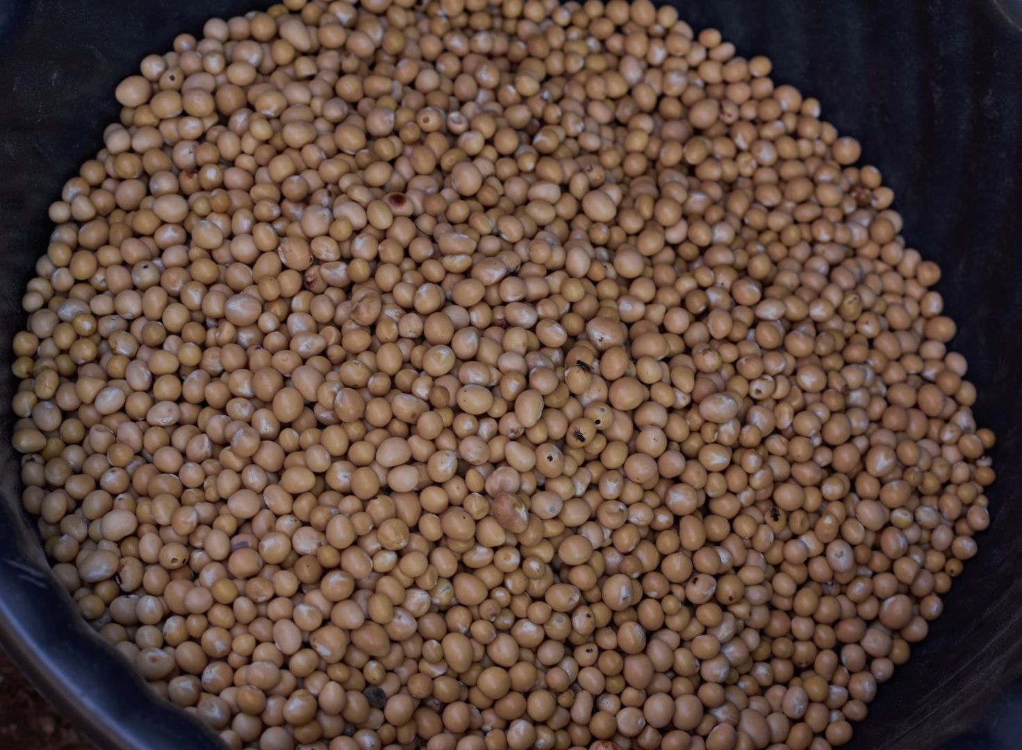 Bambara Nut