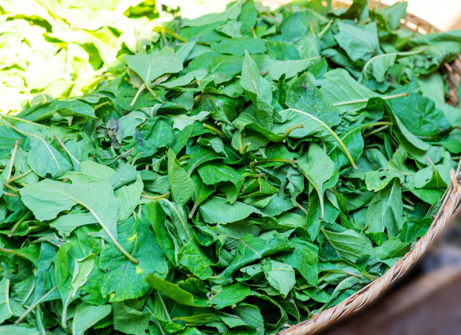 Bitter Leaf
