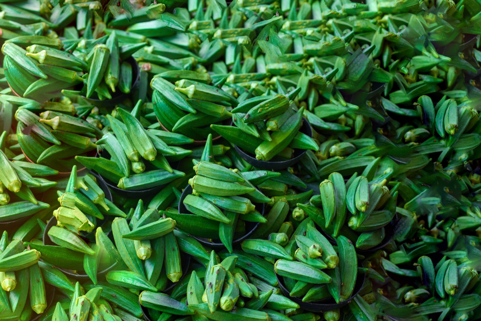 Fresh Okro