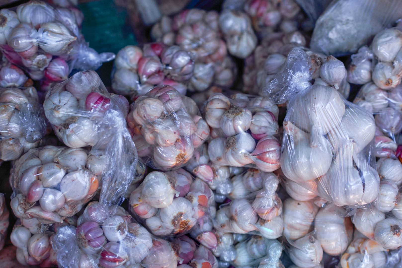 Garlic