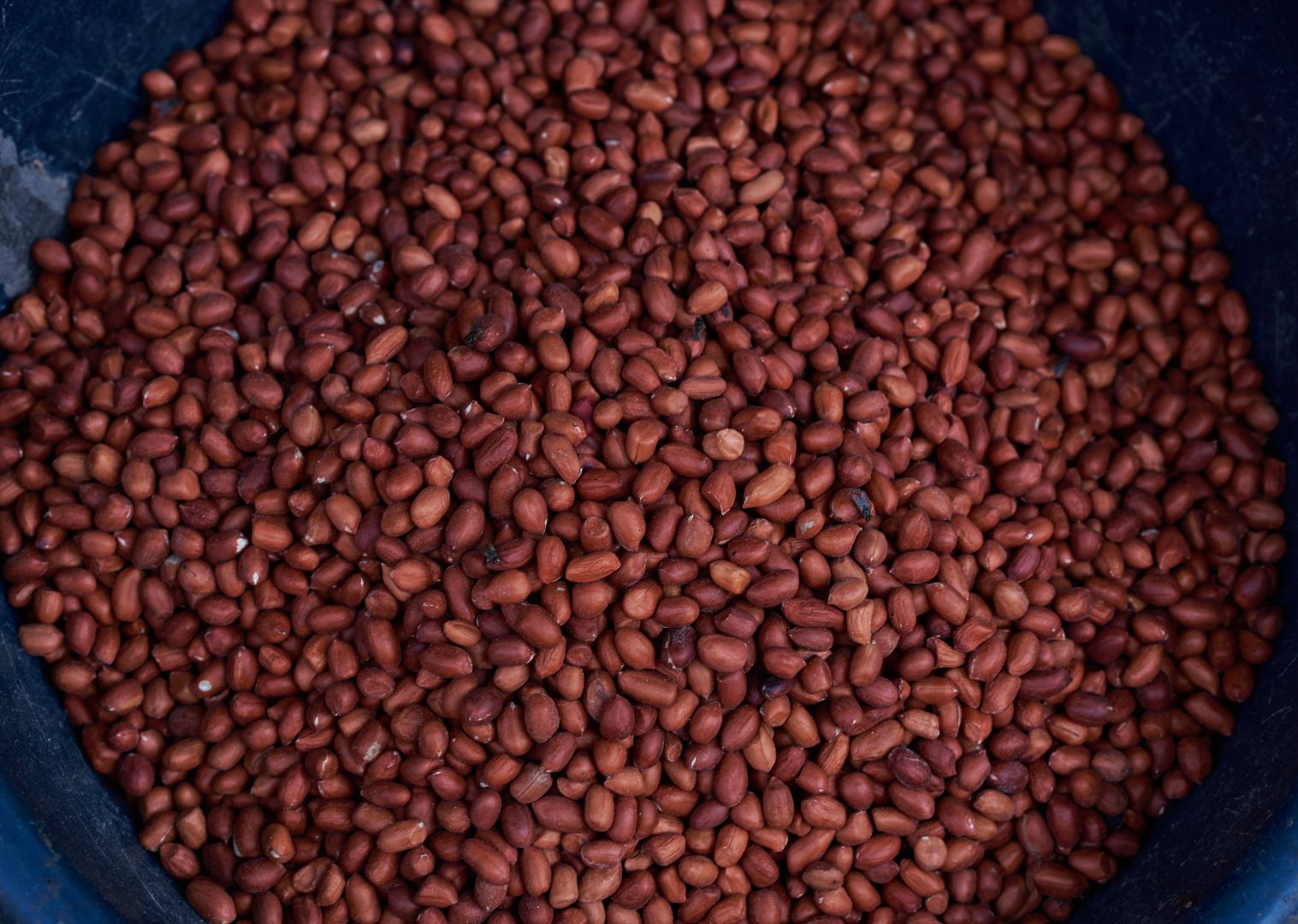 Groundnut Seed