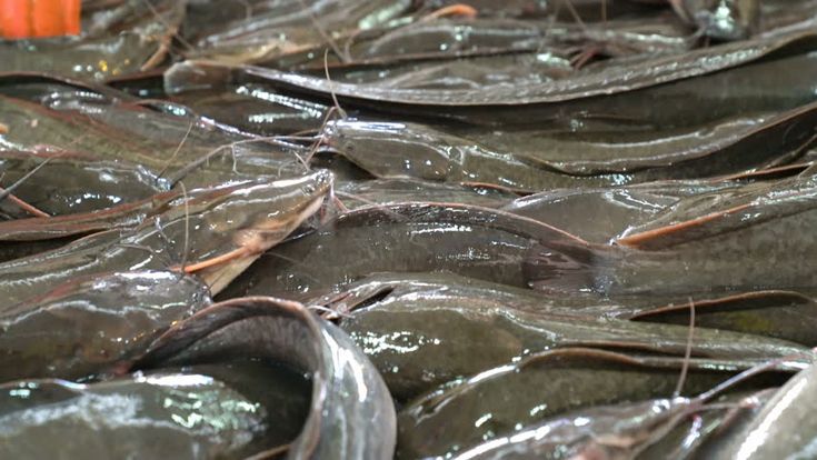 Fresh Catfish